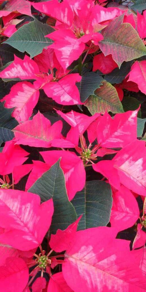 pink poinsettia