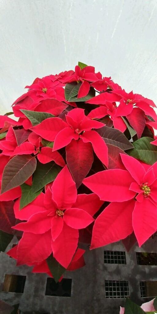 poinsettia