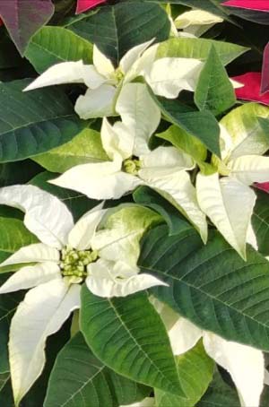 white poinsettia