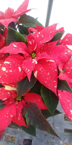 poinsettia