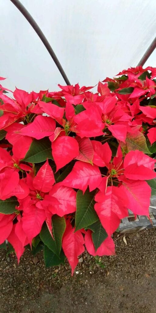 poinsettia